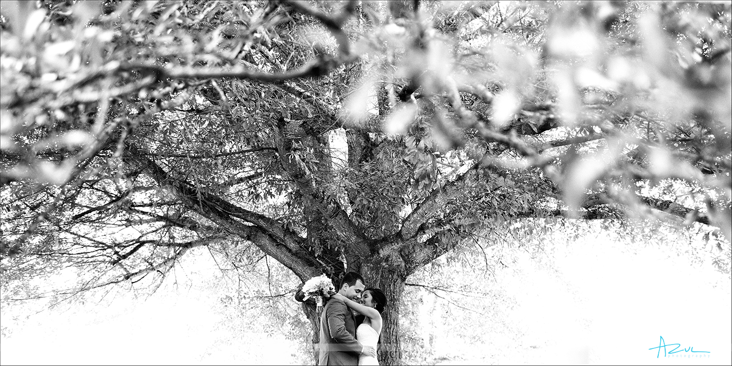 Photographer captures the love of the Bride and Groom under a tree on their wedding day in Raleigh NC